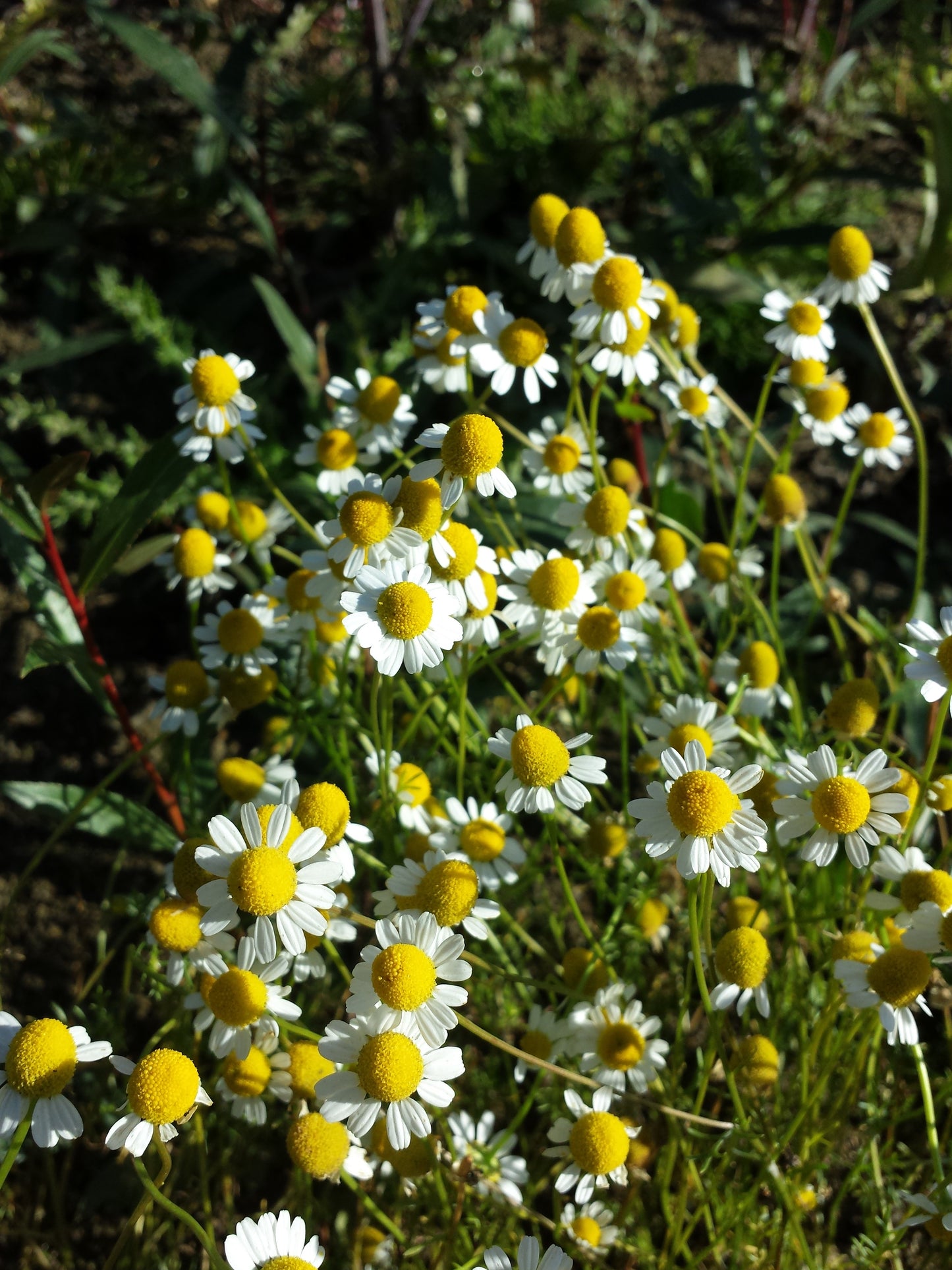 Chamomile- Matricaria recutita - German