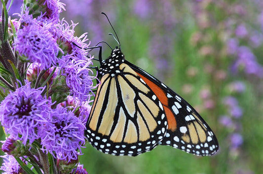 Butterfly Lover - MN Native Pollinator Pak- 6 Native plants