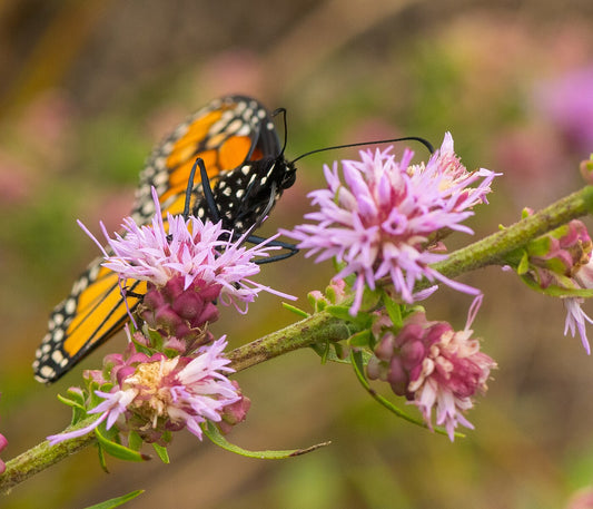 Liatris Aspera - Button Blazing Star– MN Native