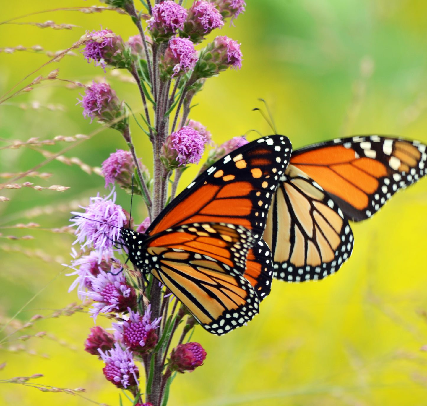 Liatris ligulistylis - Meadow Blazing Star– MN Native