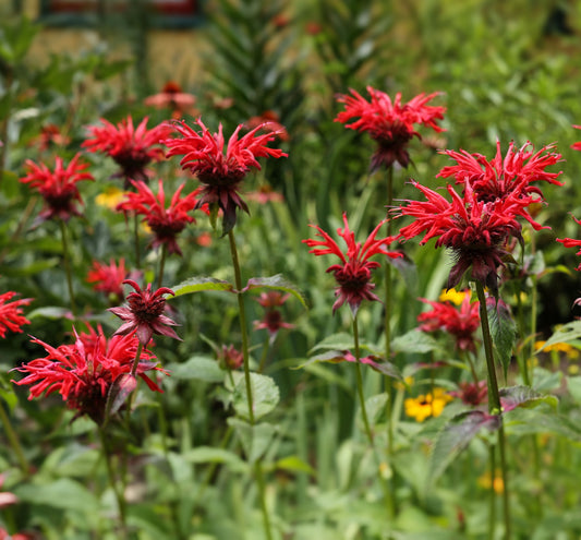 Red Bee Balm - Monarda didyma - Panorama Red Shades