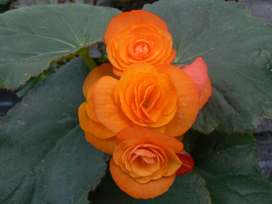 Tuberous Double Begonia, Orange color – Shade/Part Shade - 3.5" pot