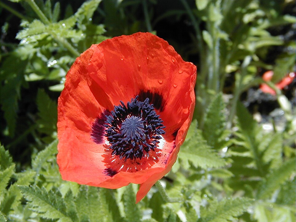 Poppy- Papaver orientalis - Brilliant Red