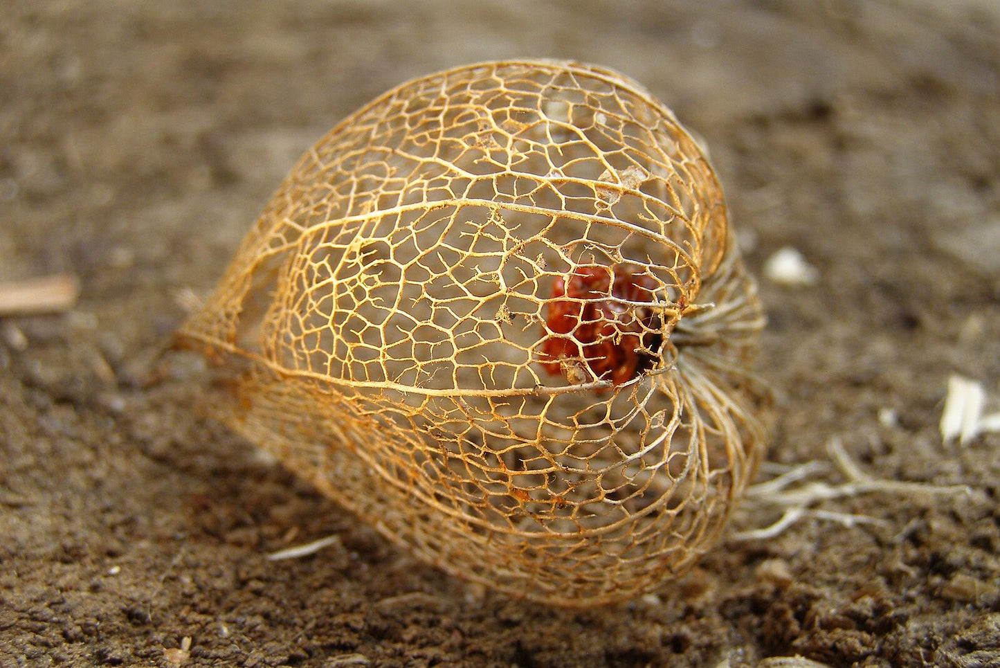 Sweet Ground Cherries, Husk Cherry