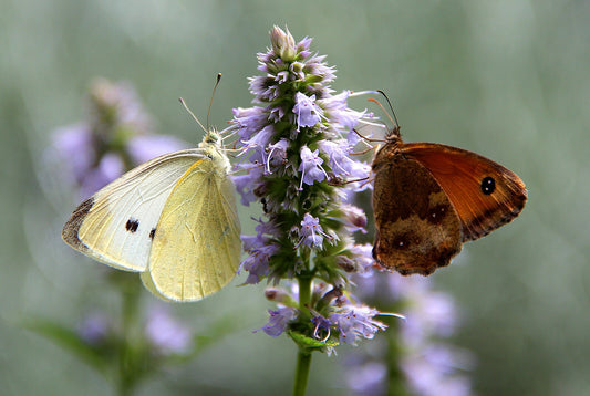 Anise Hyssop -Agastache foeniculum - MN Native