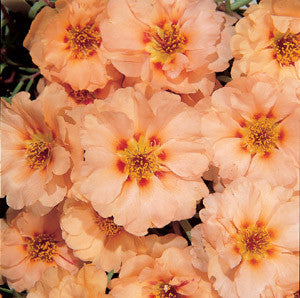 Portulaca - Sundial Mango 12-4 paks