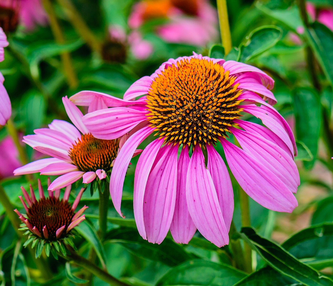 Purple Coneflower-  Echinacea purpurea - MN Native