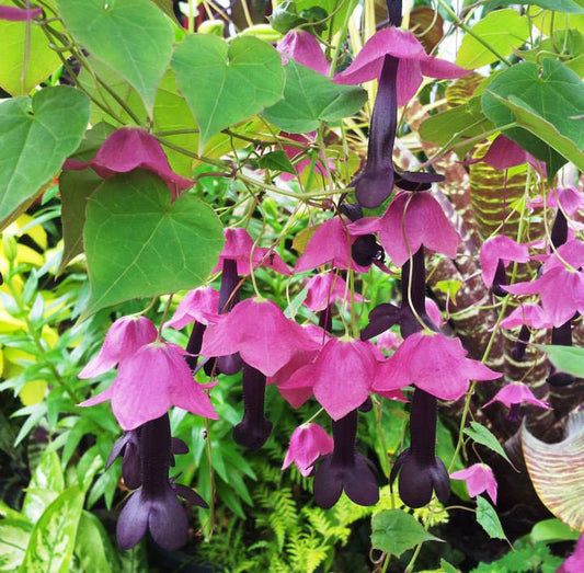 Purple Bells Vine- Rhodochiton - 4" pot