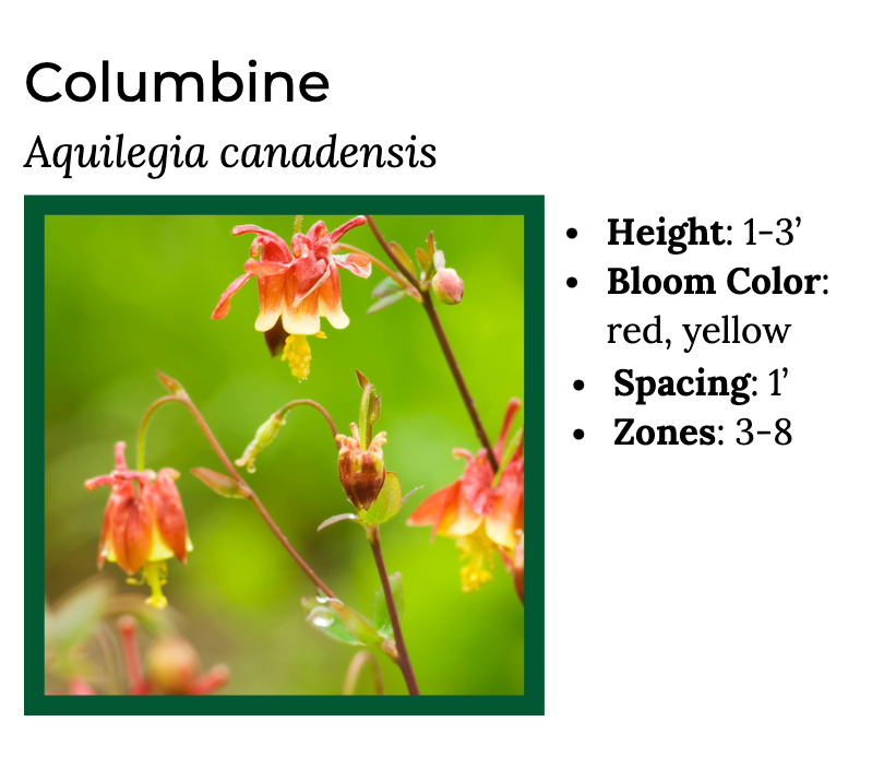 Hummingbird Lover - MN Native Pollinator Pak- 6 Plants