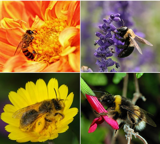 Bee Lover - MN Native Pollinator Pak - 6 Plants