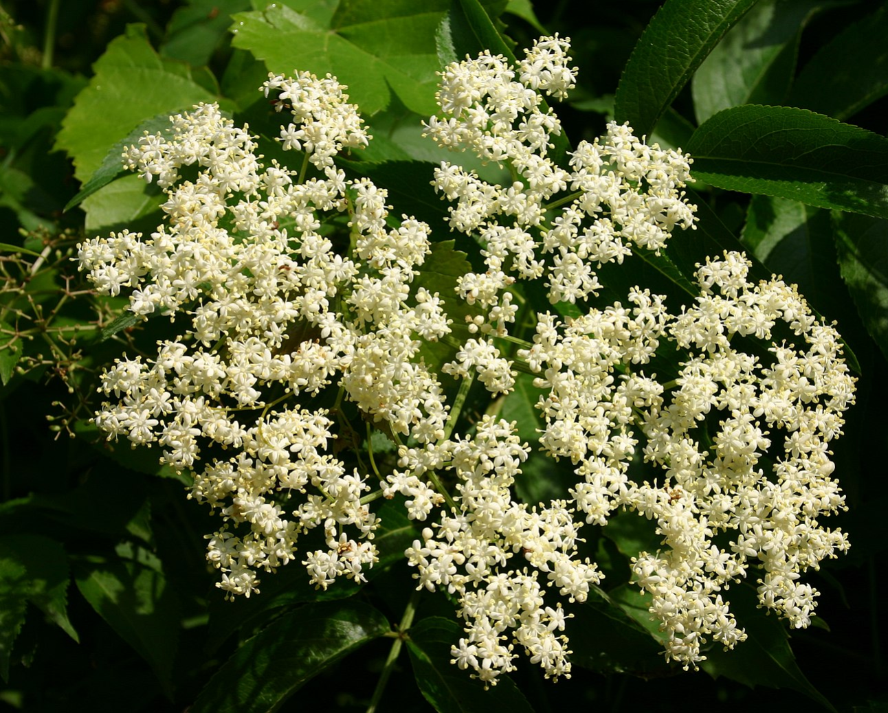 Elderberry - Sambucus canadensis - MN Native Shrub