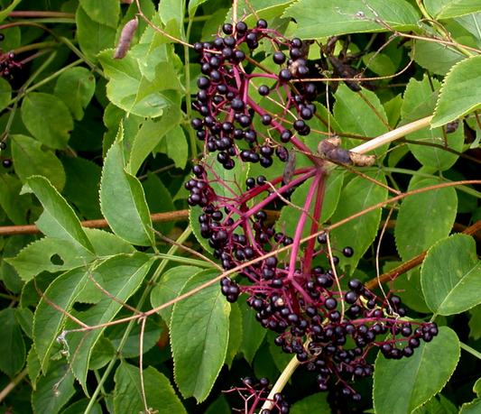 Elderberry - Sambucus canadensis - MN Native Shrub