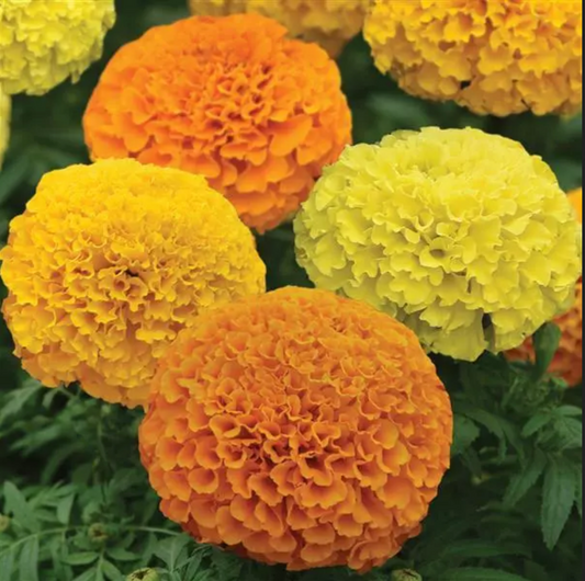 Marigold -Double African orange and yellow Marvel lI Mix- 4 pack