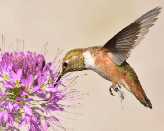 Hummingbird Lover - MN Native Pollinator Pak- 6 Plants