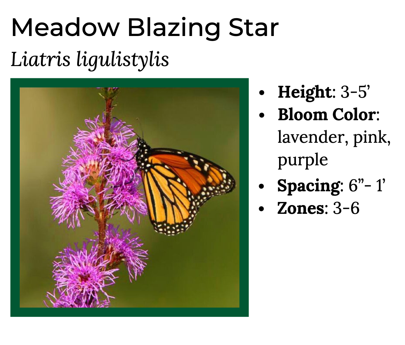 Liatris ligulistylis - Meadow Blazing Star– MN Native