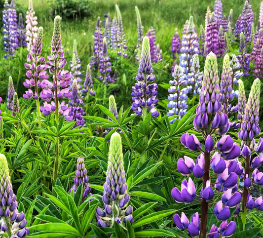 Wild Lupine- MN Native