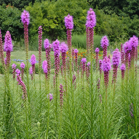 Liatris Spicata, Blazing Star- MN Native