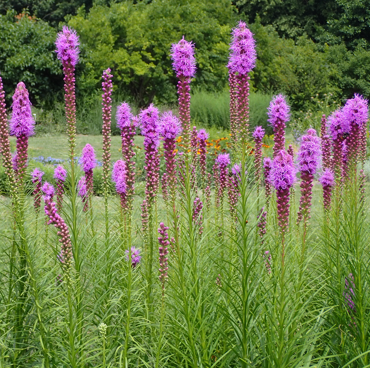 Perennials including Minnesota Native Perennials and Minnesota Hardy ...