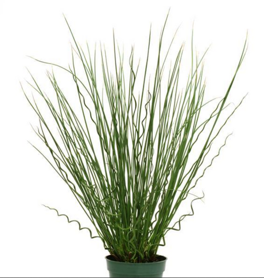Juncus 'Twisted Arrows' – 4 inch pot