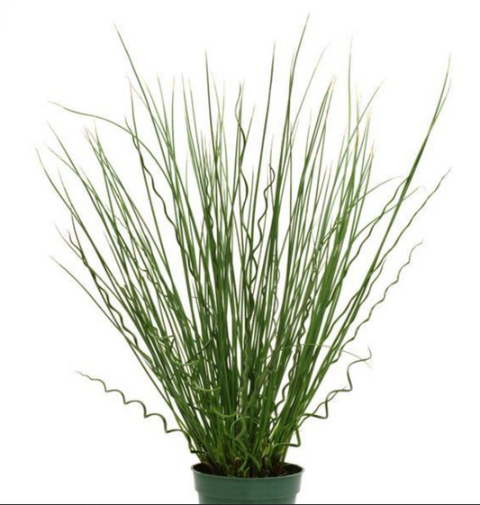 Juncus 'Twisted Arrows' – 4" pot