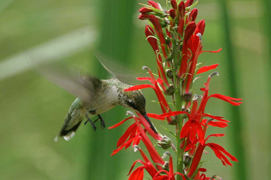 Cardinal Flower - Lobelia cardinalis - MN Native