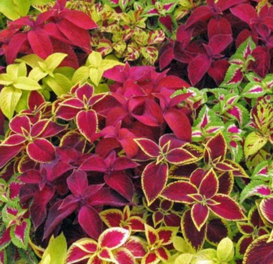 Coleus - Fairway Mix - 4 Pack