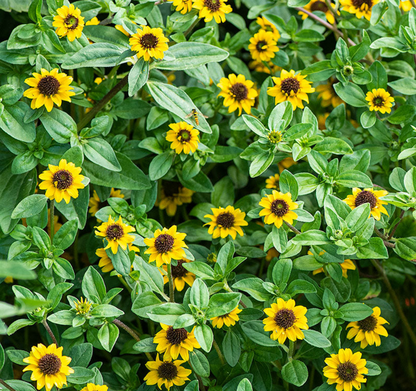 Creeping Zinnea- Sanvitalia - 4 Pack