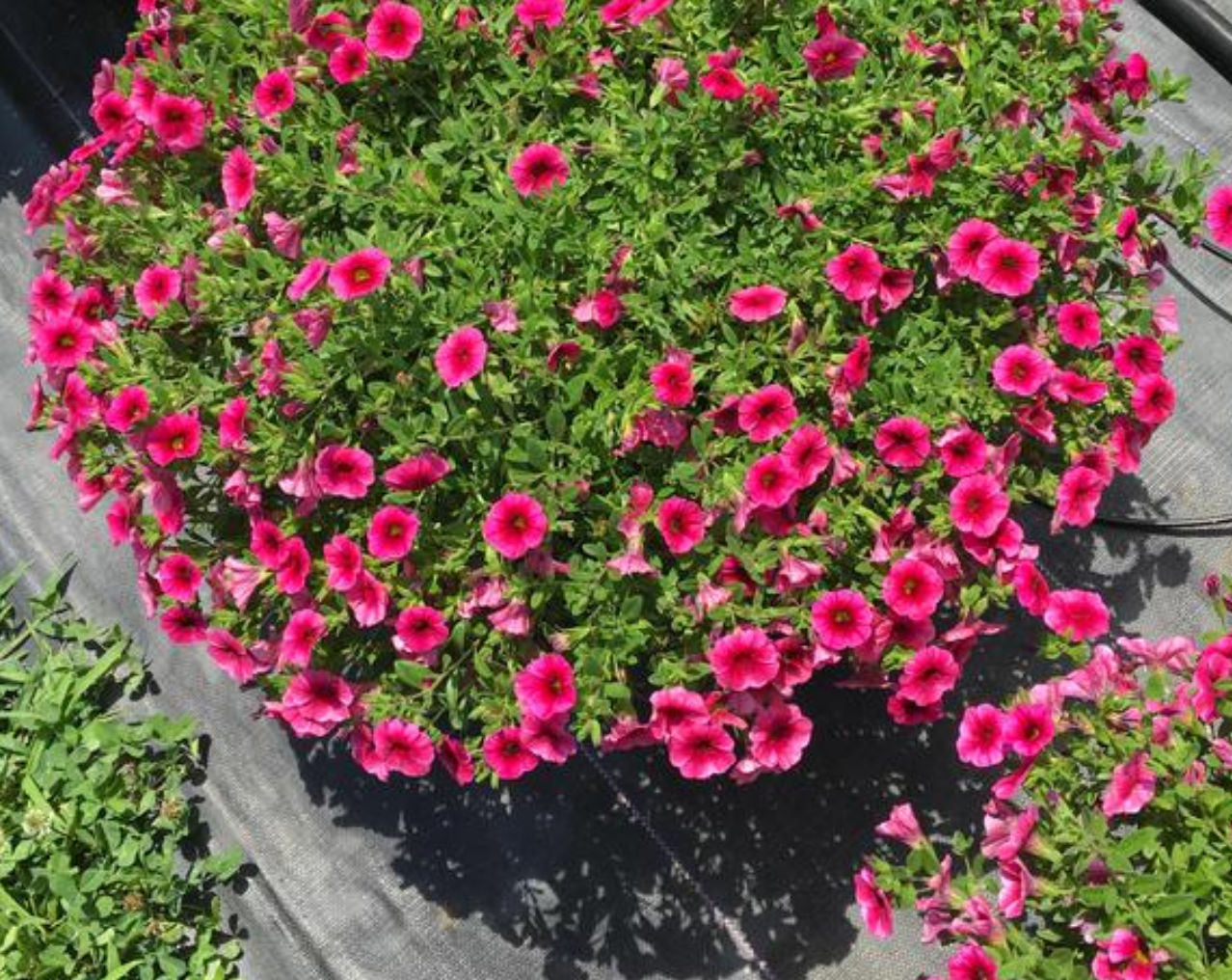 Calibrachoa - Colibri Malibu Pink
