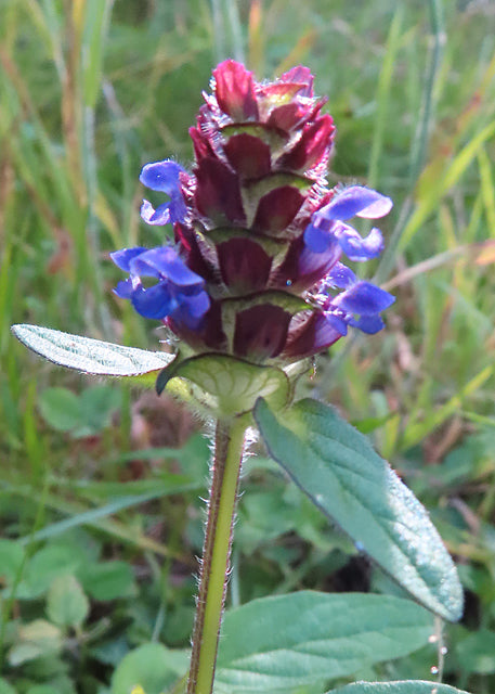 Prunella vulgaris Self-Heal- MN Hearty Perennial