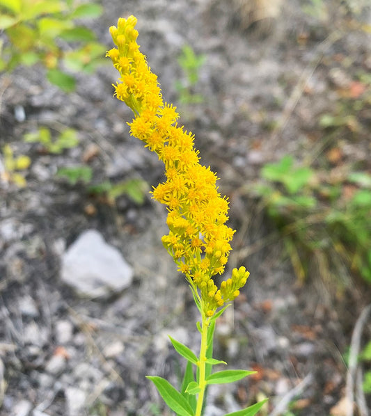 Showy Goldenrod - Solidago speciosa - MN Native