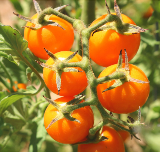 Sunsugar Orange Cherry - Tomato