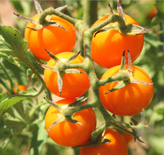 Tomato - Sun Sugar Orange Cherry