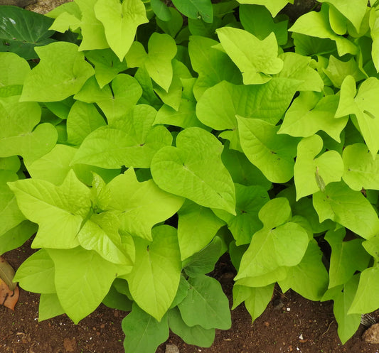 Sweet Potato Vine - Marguerite Lime - 3.5" pot