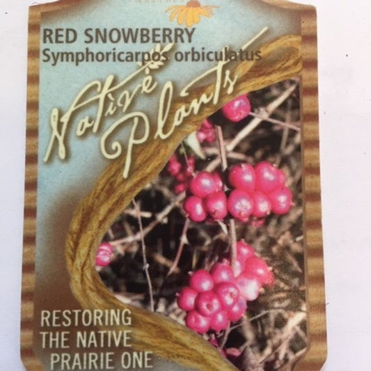 Red Snowberry- Symphoricarpos orbiculatur- Native MN Shrub