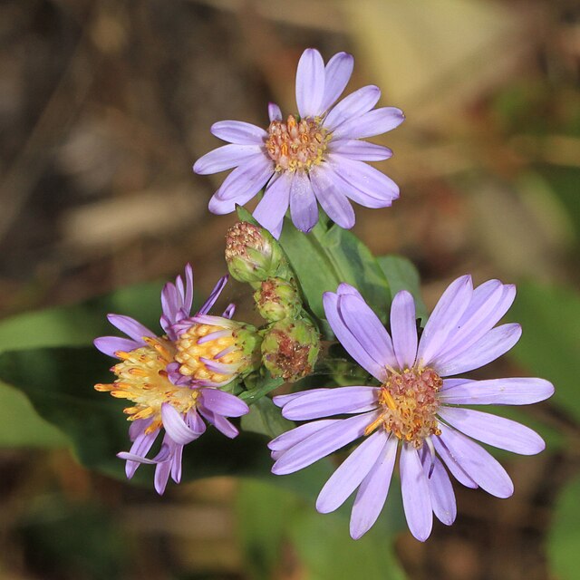 Smooth Blue Aster - Aster laevis - MN Native