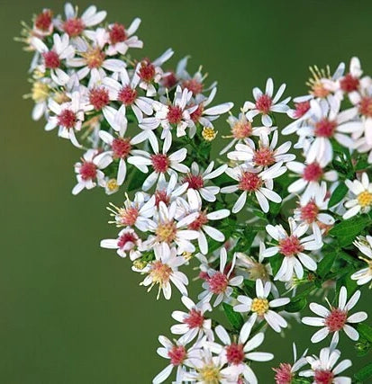 Calico Aster - Symphyotrichum lateriflorum - MN Native