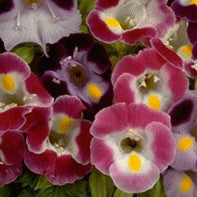 Torenia - Clown Mix - 4 pack