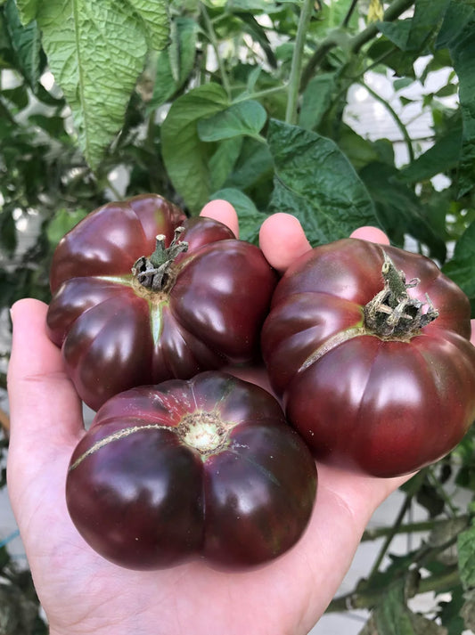 Tomato - True Black Brandywine