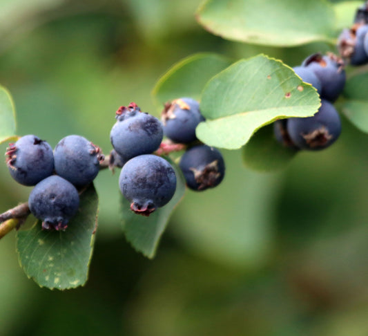 Saskatoon Serviceberry- Amelanchier alnifolia- Native MN Shrub