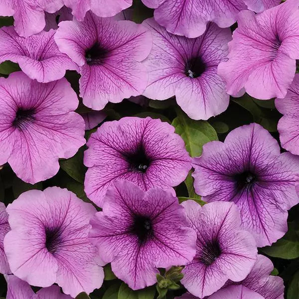 Wave Petunia - Easy Wave Plum Vein - 3.5 in pot