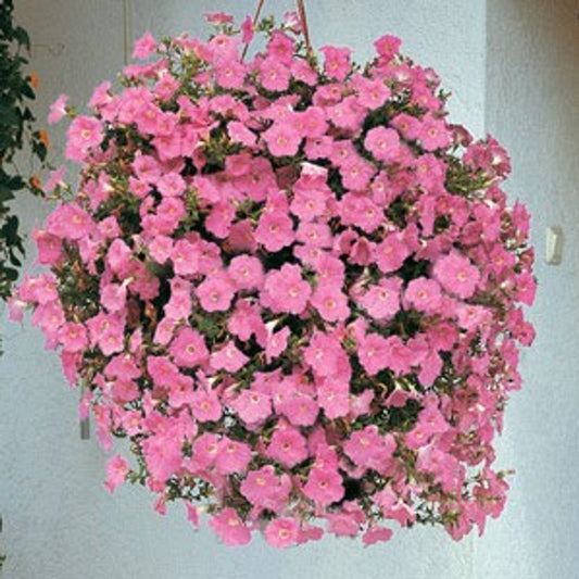 Pink Wave Petunia Hanging Basket, Sun
