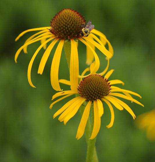 Yellow Coneflower– Bush's Echinacea paradoxa- Native