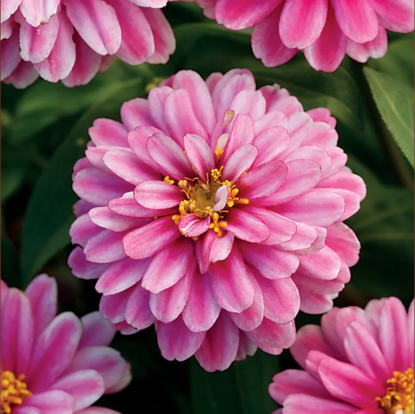 Zinnia - Zahara™ - Double Raspberry Ripple- 4 Pack – Northern Lights ...