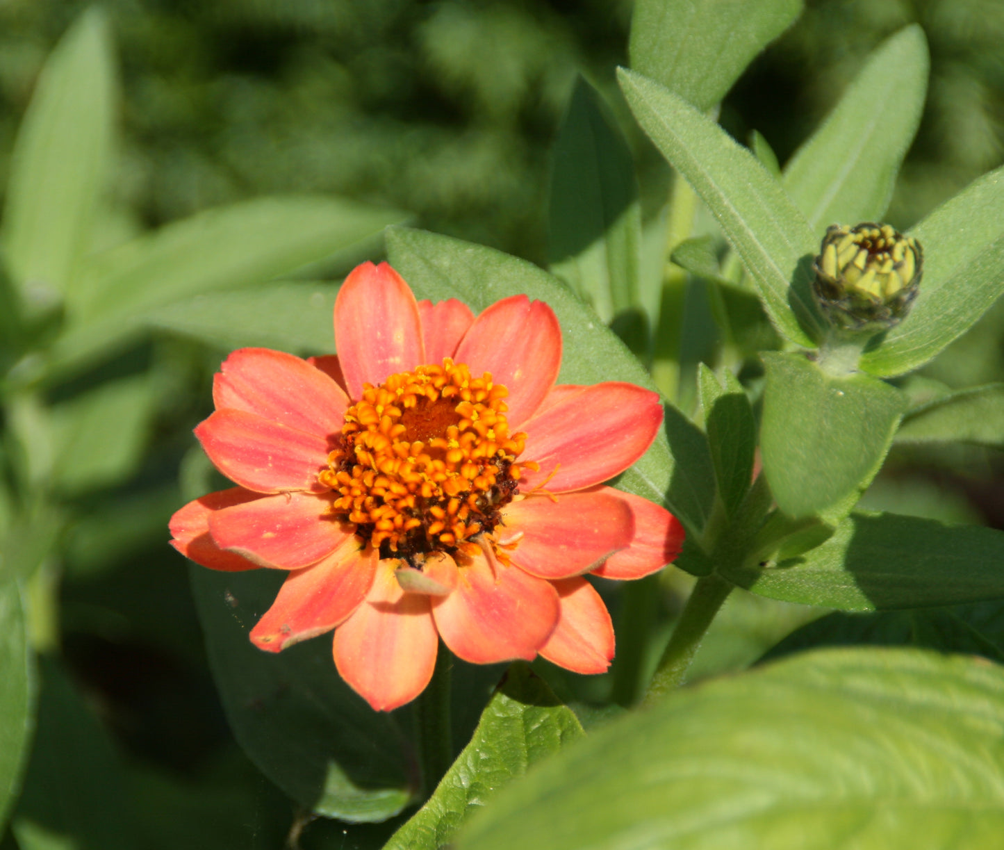 Zinnia Profusion Apricot 4 pack Northern Lights Plant Sale