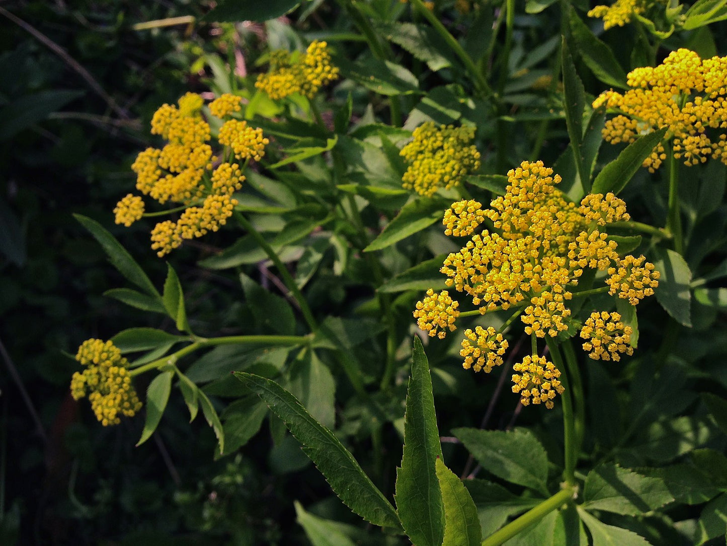 Golden Alexander - Zizia aureus - MN Native
