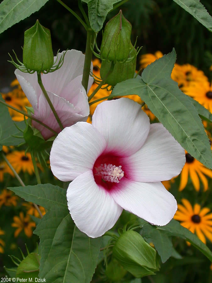 Hibiscus laevis- MN Hearty Perennial - MN Native