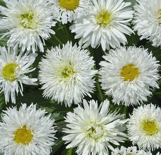 Shasta " Crazy Daisy" - Leucanthemum maximum