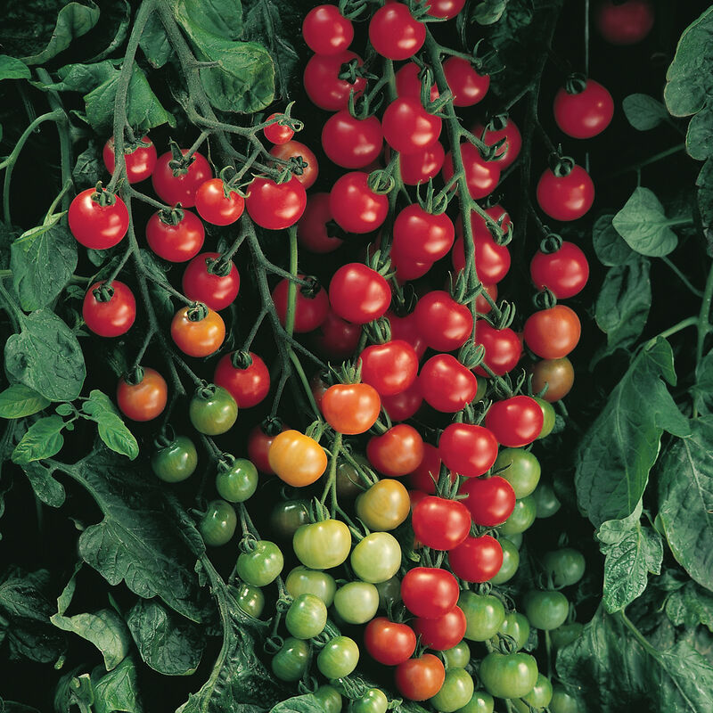 Super Sweet 100 Tomato
