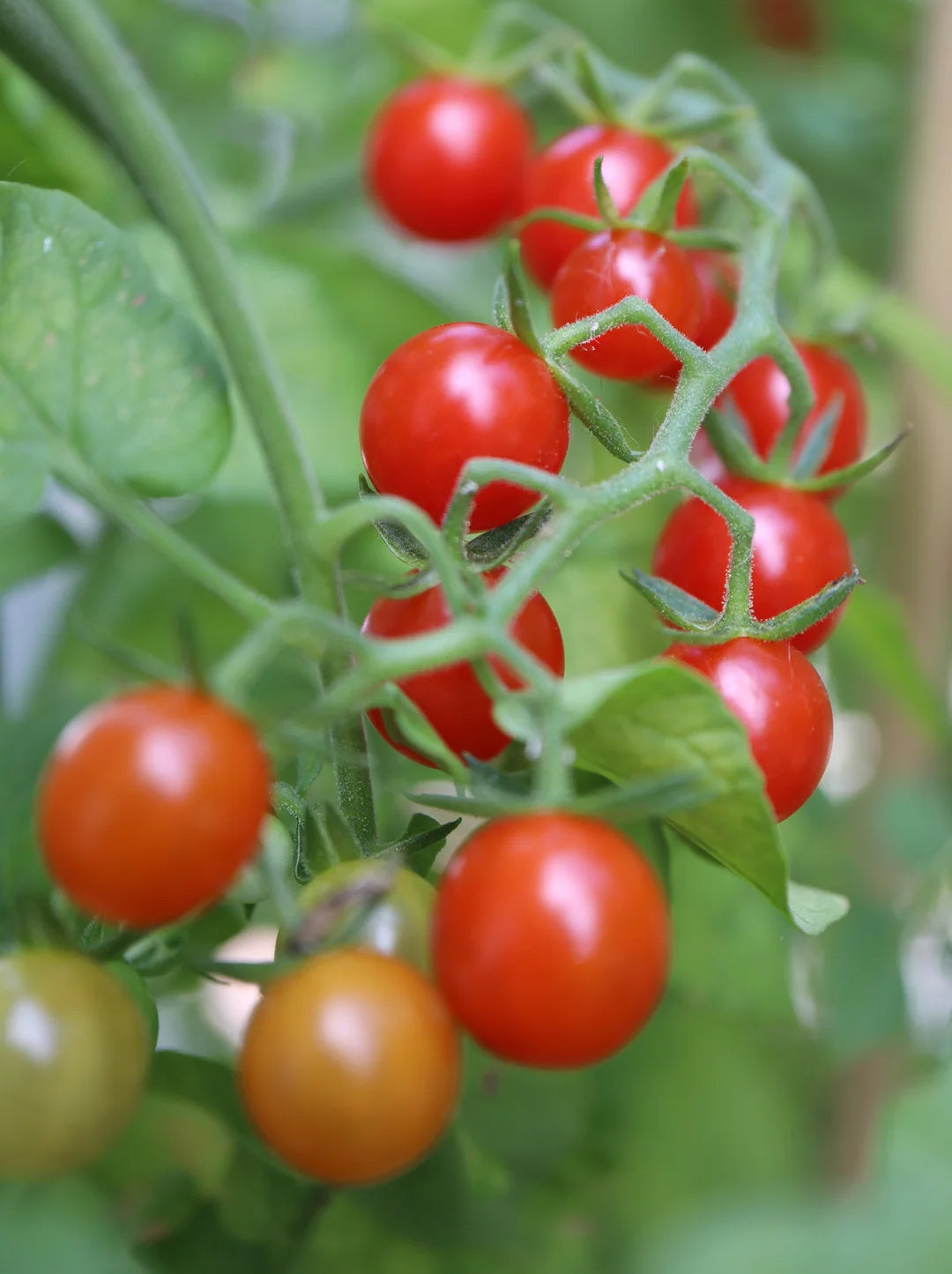 Tomato - Sweet Pea, Heirloom