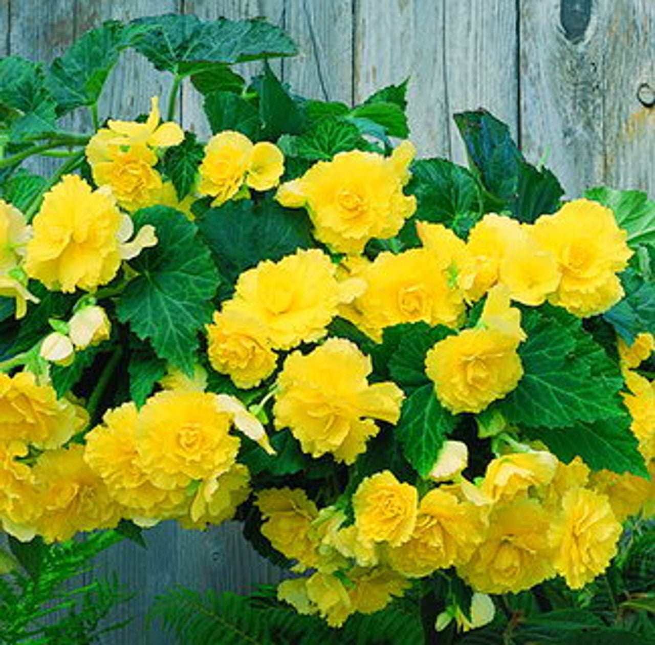 Tuberous Yellow Begonia Hanging Basket, Part Shade